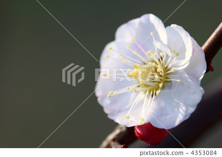 Early spring white plum Early spring white plum 4353084