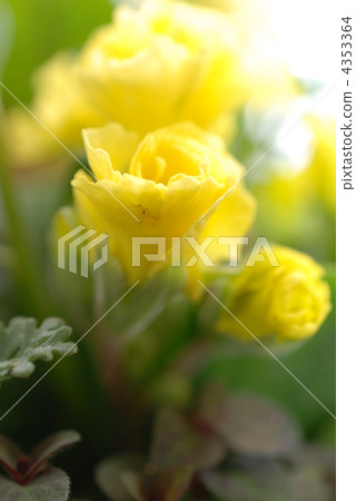 Primula Primula 4353364