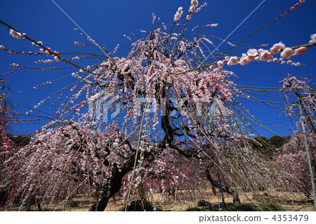 Weeping plum Weeping plum 4353479