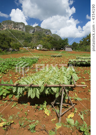 tobacco 4354190