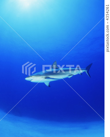 shark shark 4354261
