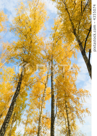 Birch with yellow leaves 4355074