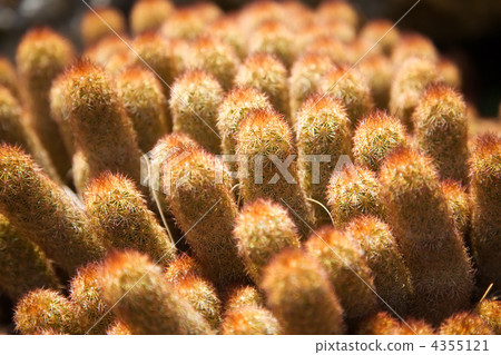 Small cactus close-up 4355121