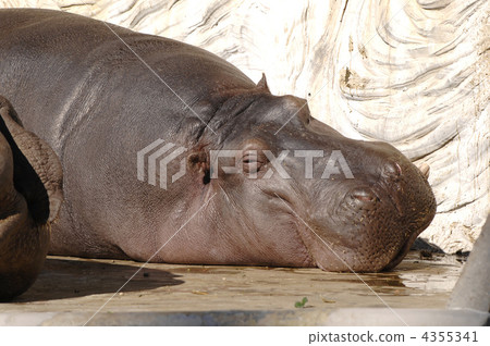  Zoo's hippopotamus 4355341