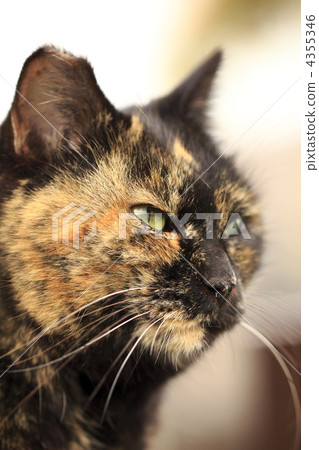 Stray cat 4355346