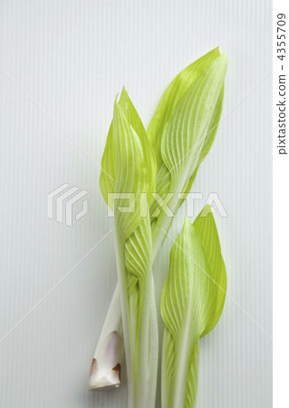 玉簪 山野菜 雲鳚 4355709