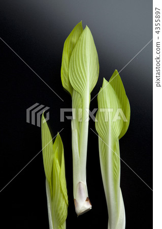 玉簪 雲鳚 車前草百合 4355897