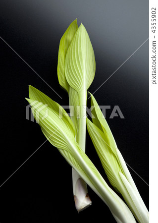 大蔥花 玉簪 車前草百合 4355902