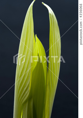 大蔥花 玉簪 車前草百合 4356068