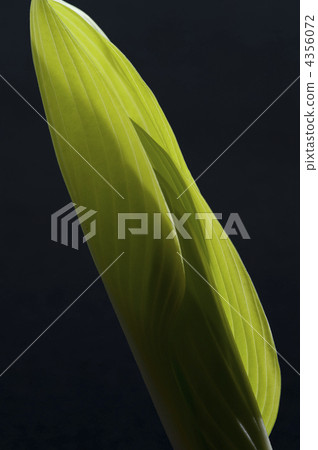 大蔥花 玉簪 車前草百合 4356072