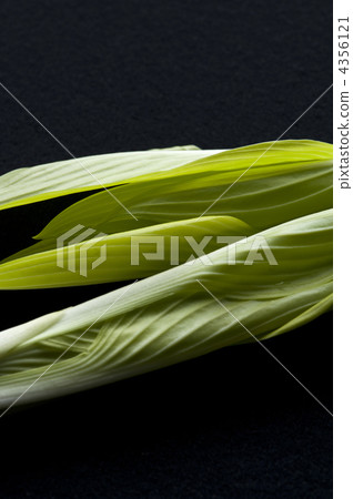 玉簪 雲鳚 車前草百合 4356121