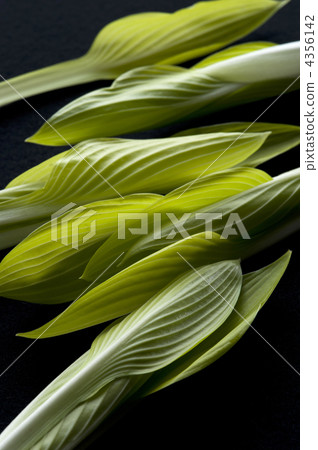 玉簪 雲鳚 車前草百合 4356142