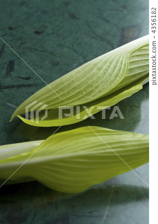 玉簪 雲鳚 車前草百合 4356182