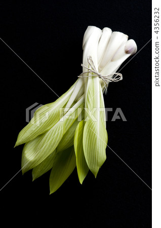 玉簪 雲鳚 車前草百合 4356232