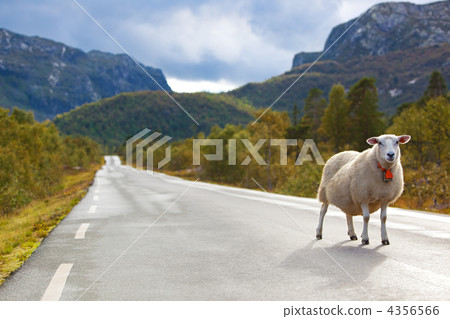 Sheep walking along road 4356566