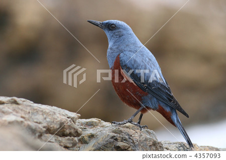 Male isohiodori 4357093