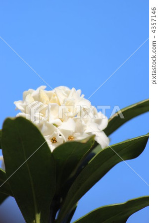 Sinking flower Sinking flower 4357146