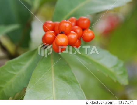 水果 隨心院 白蘇 4357174