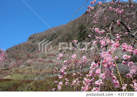 湯河原巴林 4357380