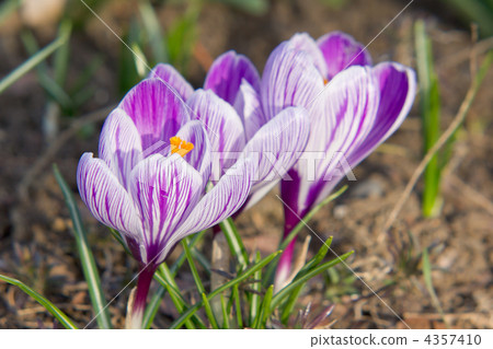 番紅花'UP 4357410