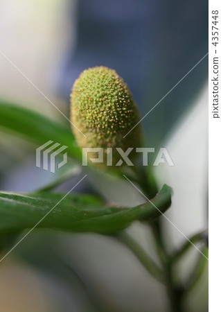 菠蘿蜜 菠蘿蜜 4357448