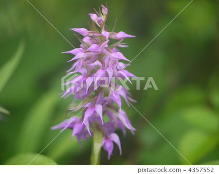 Bandai Mountain Hakusan Chidori 4357552