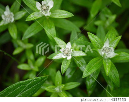 Bandai Mountains Bandai Mountains 4357553