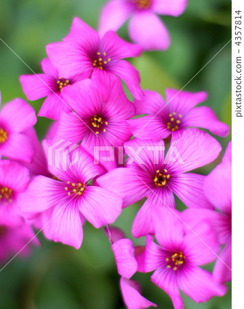 Benicaraba（深粉色）：Brazilens 4357814