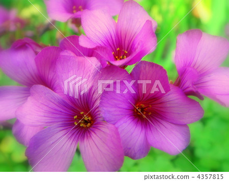 Benicaraba（深粉色）：Brazilens 4357815