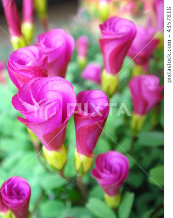 Oxalis (Omar) Oxalis (Omar) 4357818