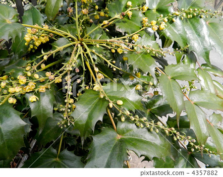 Heiraginanten（Hiiri Nan Ten） 4357882