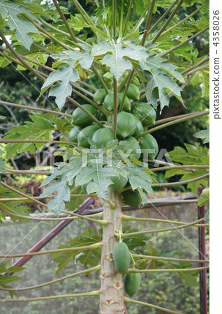 Papaya tree Papaya tree 4358026