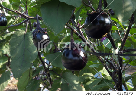 Kamo eggplant 4358370