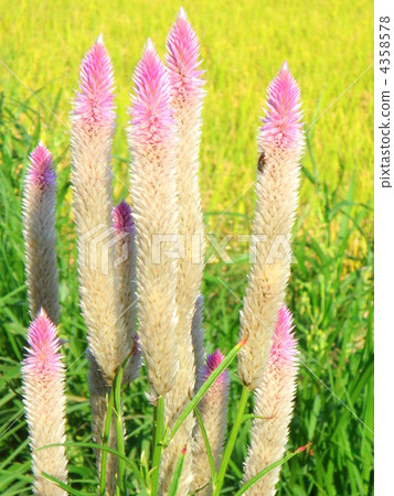 Nogaito: wild chicken head 4358578