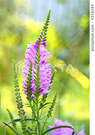 Fisostegia (Kctrano no) 4358584