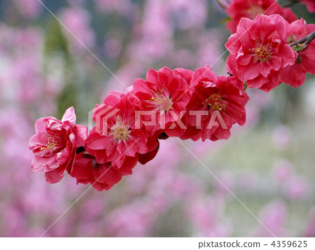 Hanamo (Teru Ohime) Hanamo (Teru Ohime) 4359625