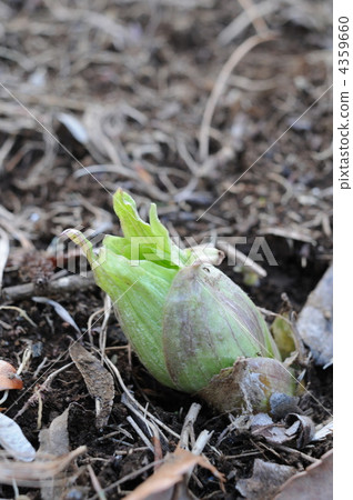 early spring delicacy, sprout, butterbur sprout 4359660