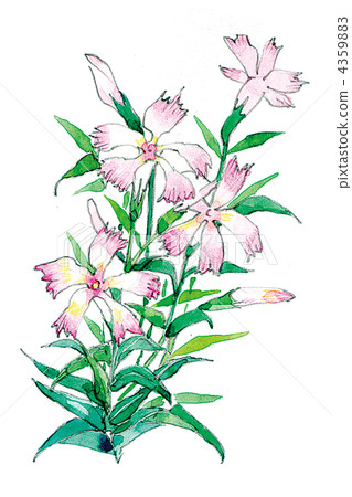 撫子 插圖素材 圖庫 撫子 插圖素材 圖庫