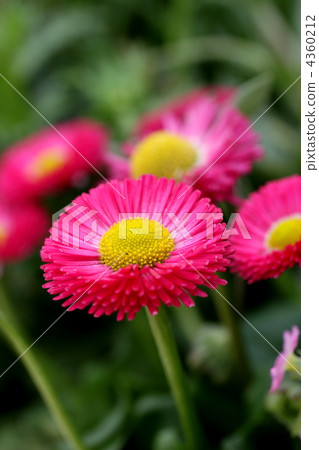 雛菊 4360212