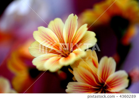 Reuishia Reuishia 4360289