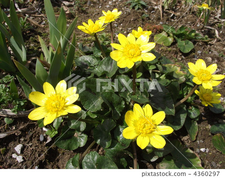 Himeyukinka在早春的satoyama發出黃光 4360297