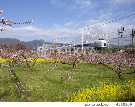 JR Chuo Line Super Azusa going to the peach gardens in Yamanashi, Yamanashi Prefecture 4360309
