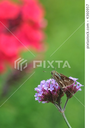 Yanagi Hanagasa和Caterpillar Yanagi Hanagasa和Caterpillar 4360957