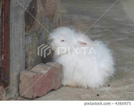 angora rabbit, angola, rabbit 4360975
