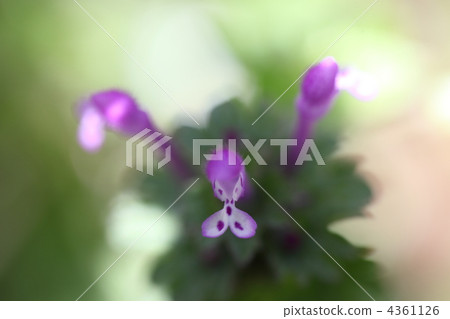 霍托肯諾扎 4361126