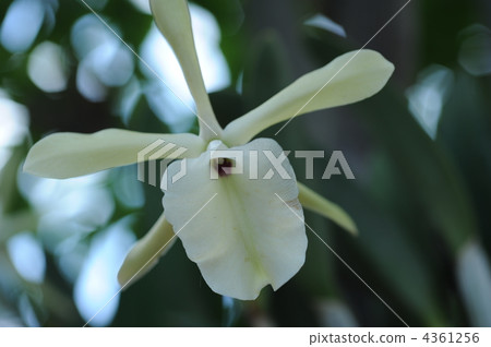 Lincorelia Grauca Lincorelia Grauca 4361256