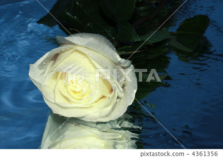 White rose on a water White rose on a water 4361356