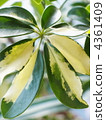 Kapok leaves 4361409