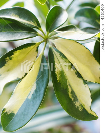 Kapok leaves Kapok leaves 4361409