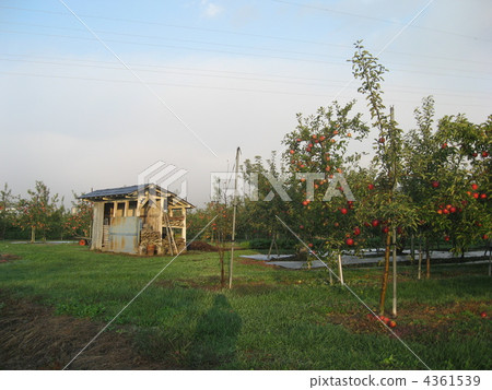 早晨蘋果領域 4361539